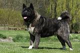 AKITA AMERICAIN 475